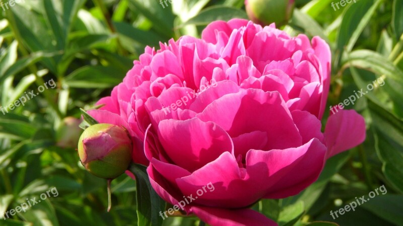 Peony Flower Garden Free Photos