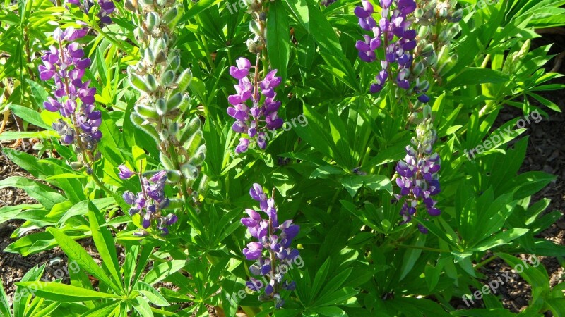 Lupines Flowers Garden Free Photos