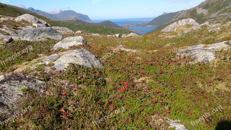 The Nature Of The Norway Blueberry Lofoten Free Photos