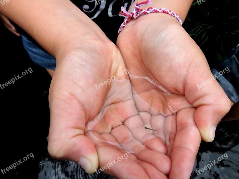 Hands Tadpole Fish Tiny Water