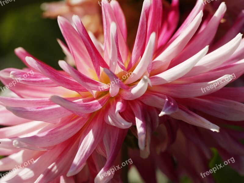 Flowers Dahlias Pink Macro Plant