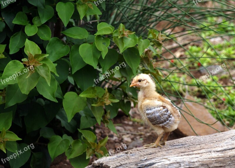 Chicken Baby Chick Poultry Free Photos