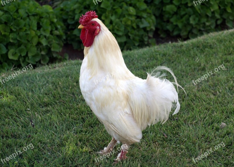 Hen Poultry Agriculture Livestock Free Photos