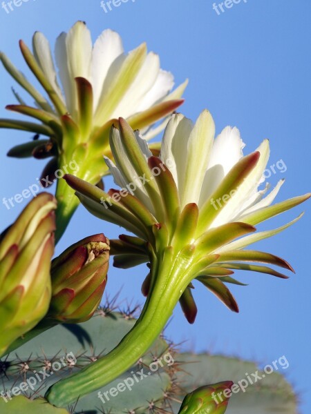 Prikley Pear Pear Flower Wildflower Spring Blooming