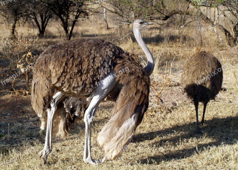 Ostrich Country Life Farming Wildlife Free Photos