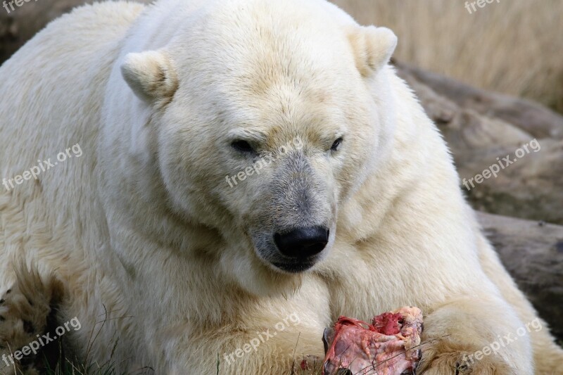 Polar Bear Bear Polar Nature Wildlife