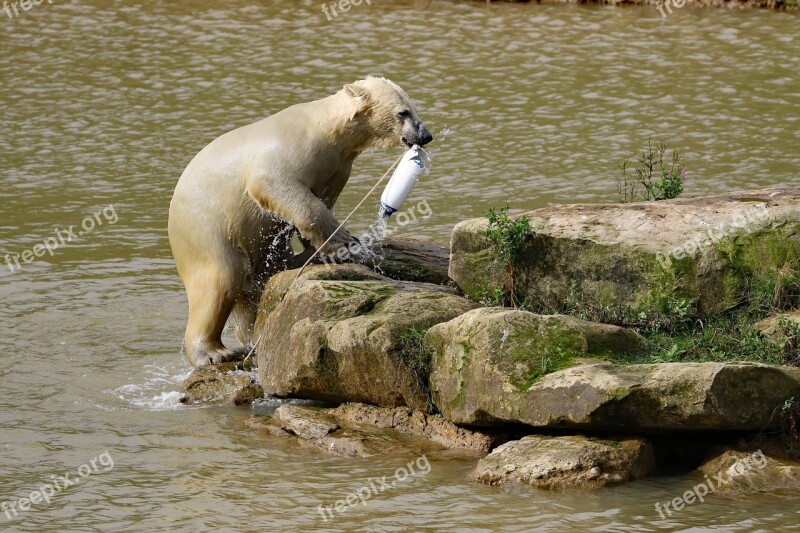 Polar Bear Bear Playing Polar Nature