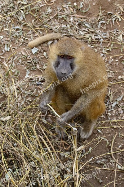 Baboon Ape Monkey Wildlife Animal