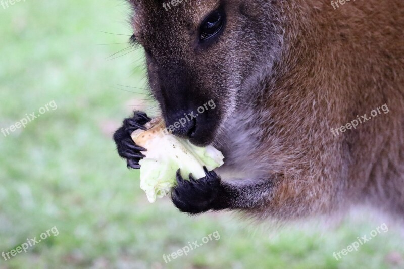 Wallaby Kangaroo Animal Mammal Nature