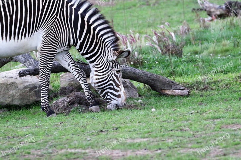 Zebra Stripes Striped Black White