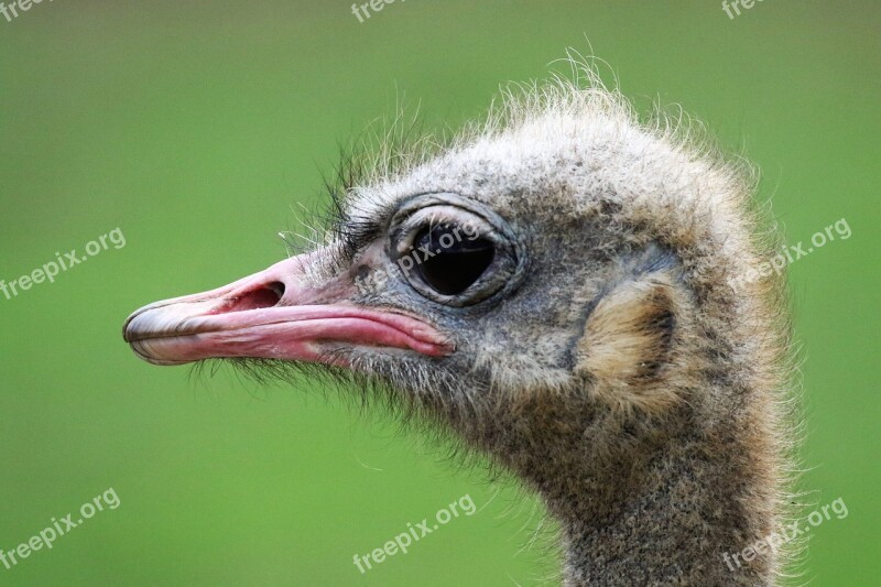 Ostrich Ostrich Head Bird Funny Face