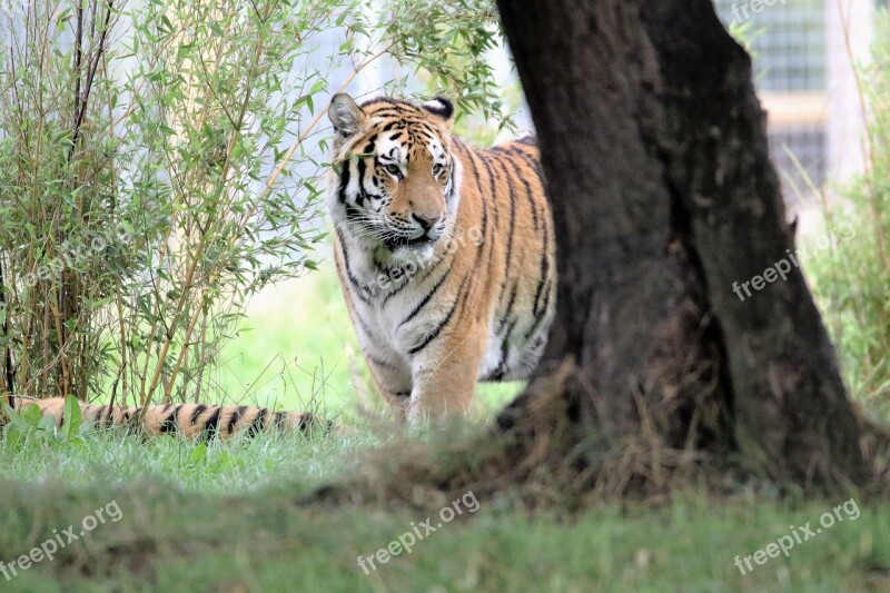 Tiger Big Cat Wildlife Mammal Carnivore