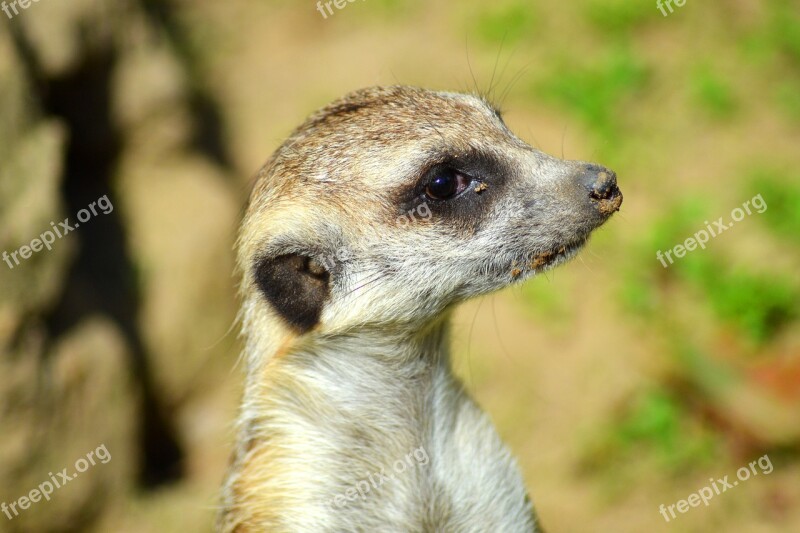 Meerkat Animal Curious Guard Free Photos