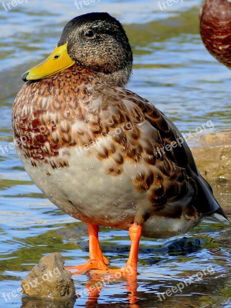 Duck Water Bird Water Bird Waterfowl