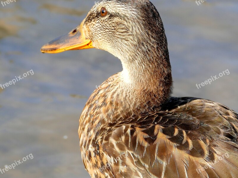 Duck Water Bird Bird Nature Animal