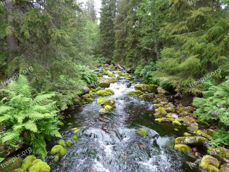 Water Courses Water Forest Summer Beautifully