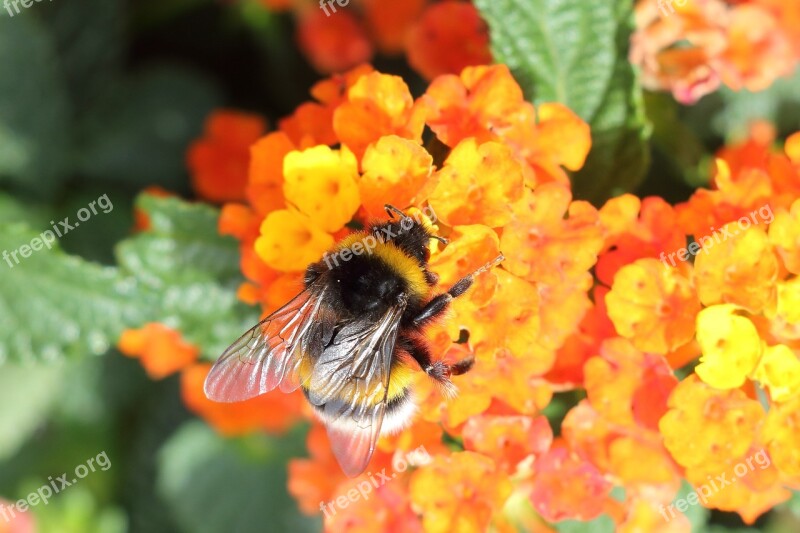 Hummel Insect Blossom Bloom Close Up