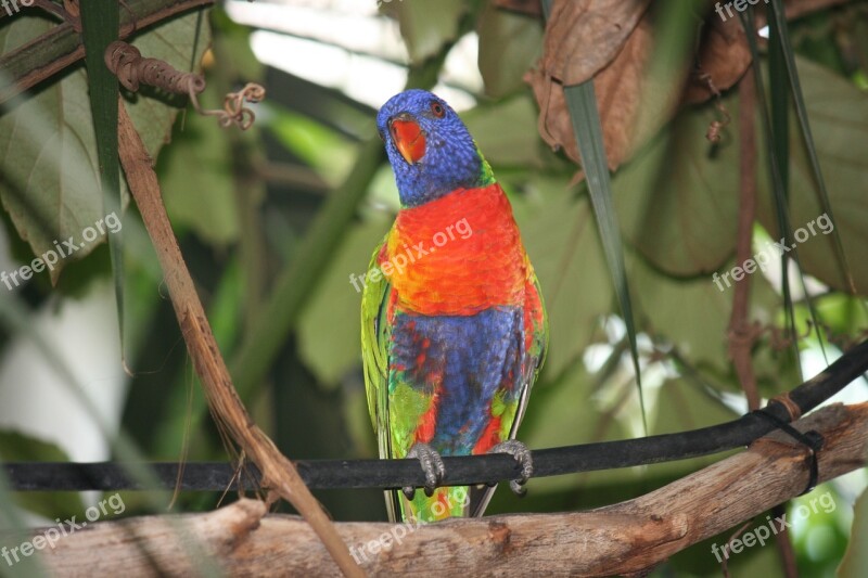 Bird Colorful Parrot Color Zoo