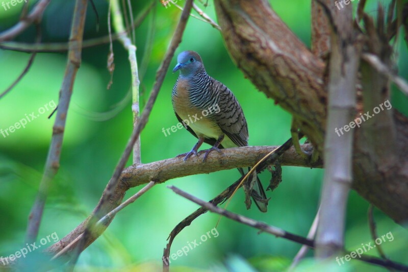 Birds Dove His Javanese Birds Animals Free Photos