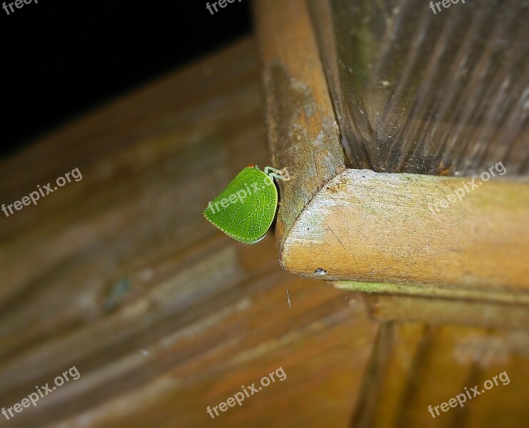 Leaf Insect Walking Leaf Bug Phylliidae Camouflage