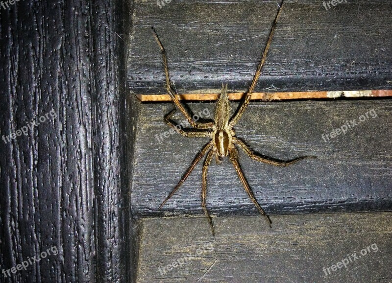 Spider Grass Spider Funnel Weaver Nature Insect