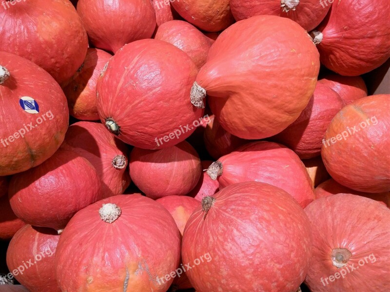 Pumpkin Autumn Decorative Squashes Gourd Halloween