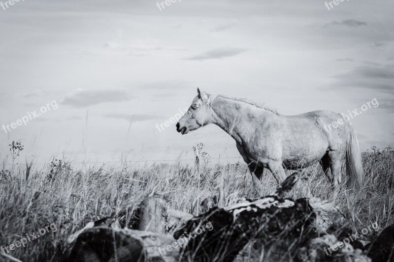 Horse Meadow Animal Mammal Ranch