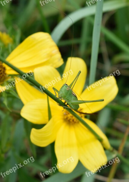 Grasshopper Insect Flower Bug Nature