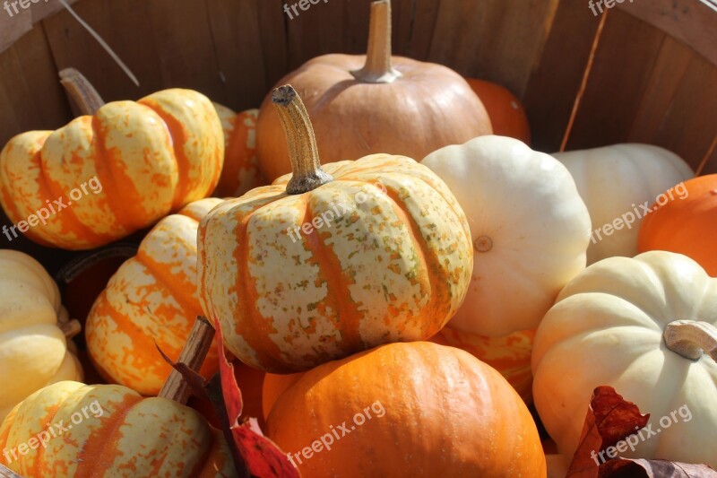 Pumpkins Squash Harvest Food Autumn