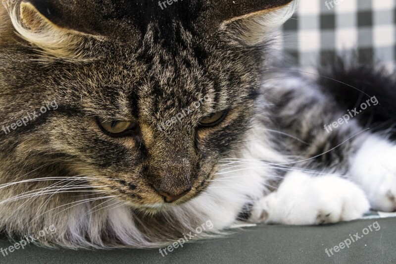 Norwegian Forest Cat Domestic Cat Cat Natural Breed Dreamy