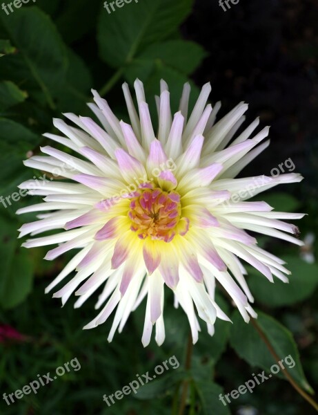 Dahlia Flower Floral Bloom Macro