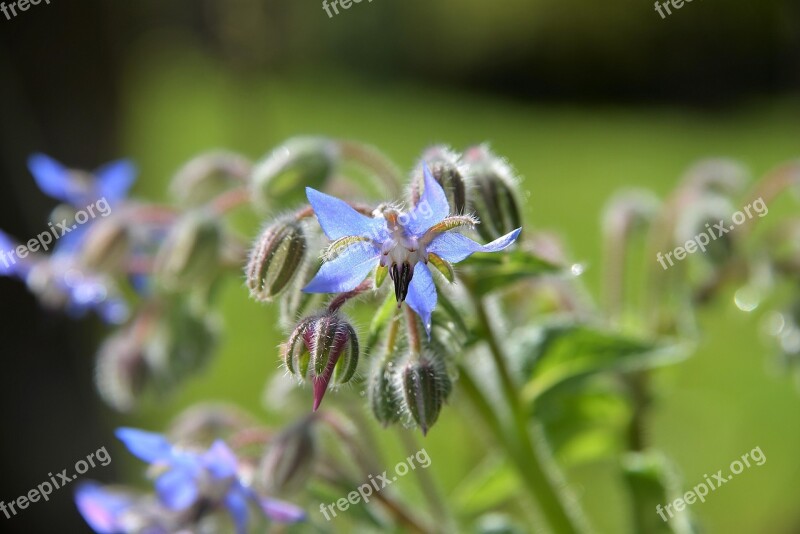 Cucumber Herb Borage Plant Nature Close Up