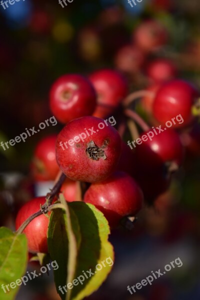 Zieraepfel Apple Fruits Small Red