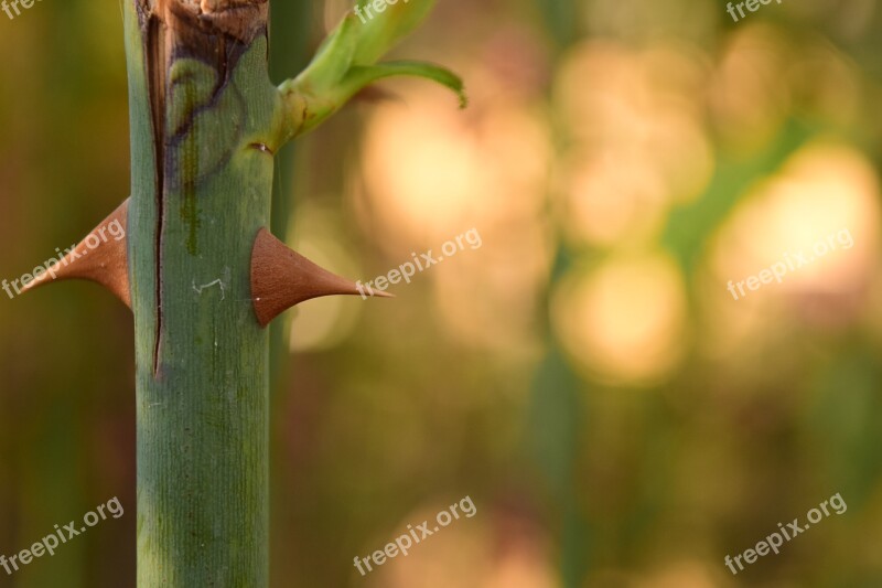 Thorns Close Up Background Light Nature