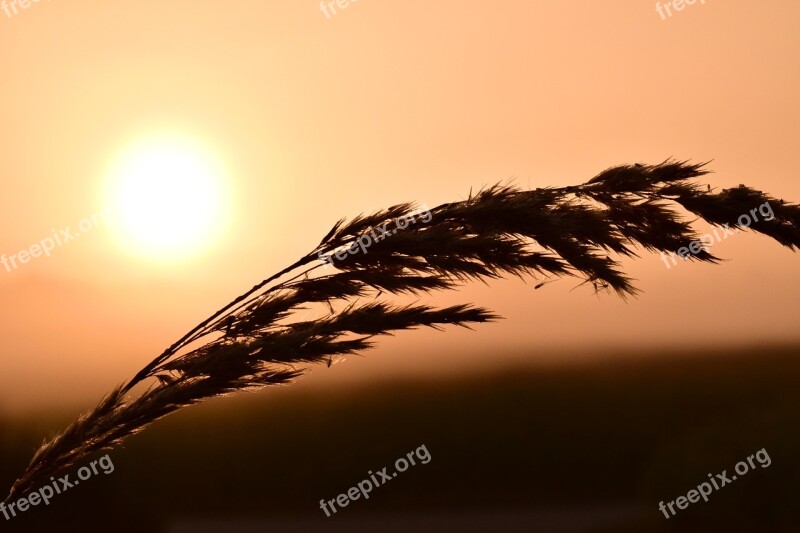 Grass Backlighting Red Sunrise Light