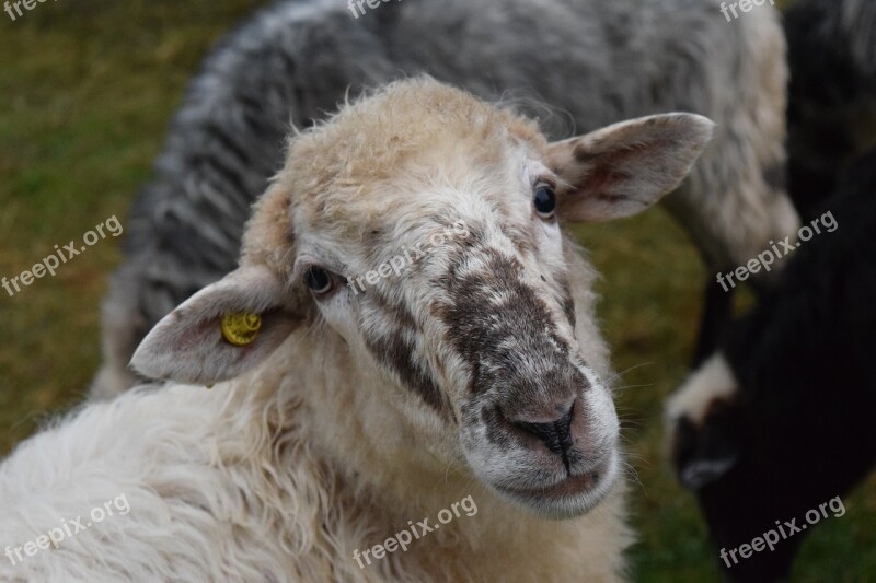 Sheep Sheepshead Animal Wool Pasture