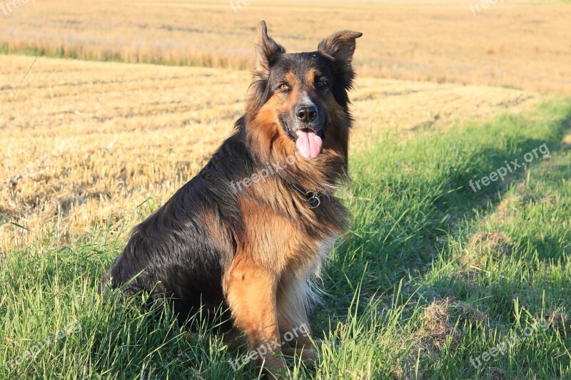 Dog Schäfer Dog German Shepherd Hybrid Summer