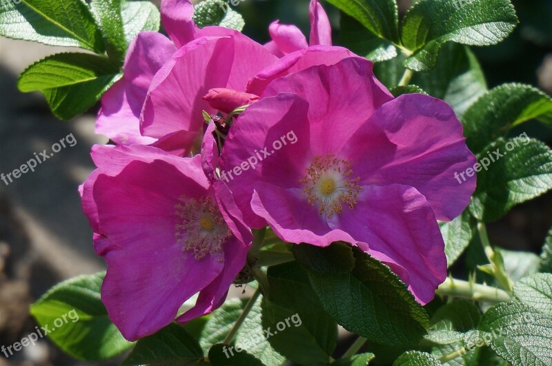 Rose Rugosa Rose With Buds Bud Flower Blossom