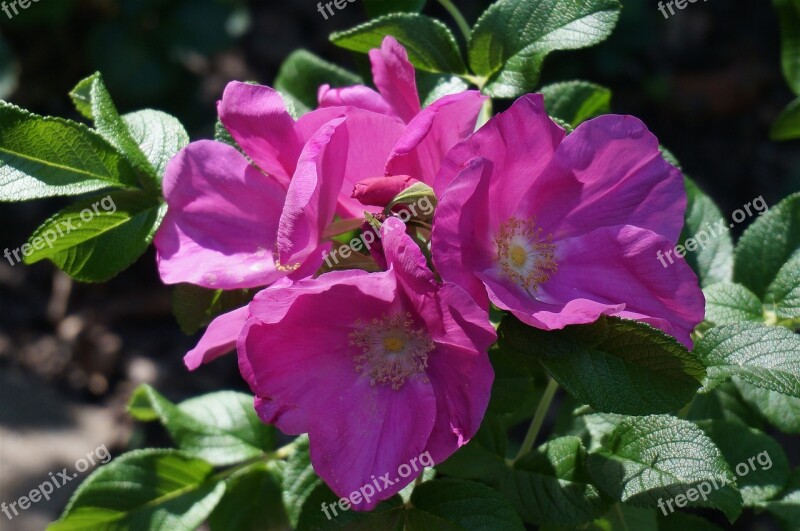 Rose Rugosa Rose With Buds Bud Flower Blossom