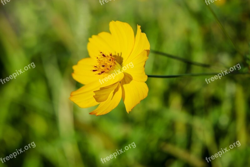 Buttercup Flower Yellow Flower Wild Flower Bloom