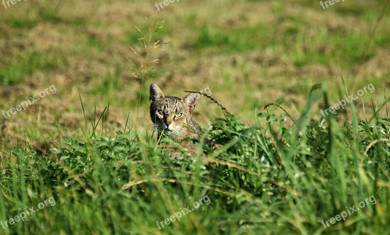 Cat Nature Animal Kitten Grass