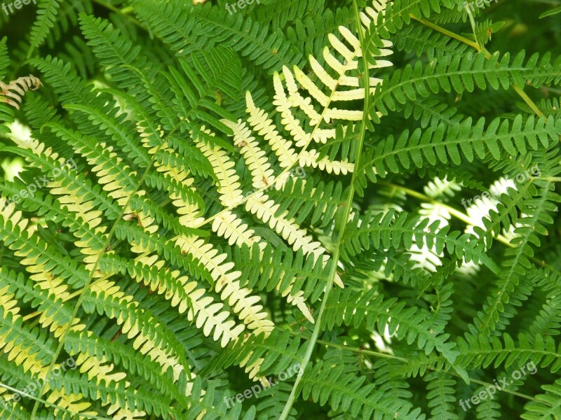 Ferns Background Texture Leaves Green