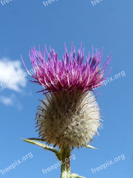 Thistle Beauty Sky Detail Plant Architecture