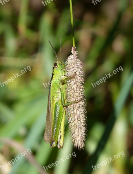 Cricket Lobster Grasshopper Green Grasshopper Detail