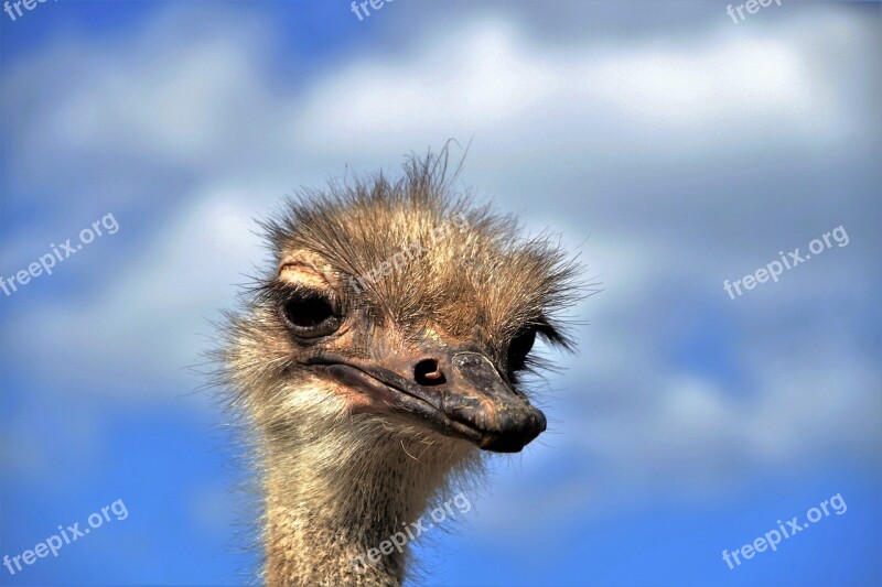 The Ostrich Ostrich Head Beak Fluff Bird