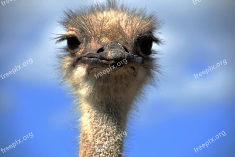 The Ostrich Ostrich Head Beak Fluff Bird