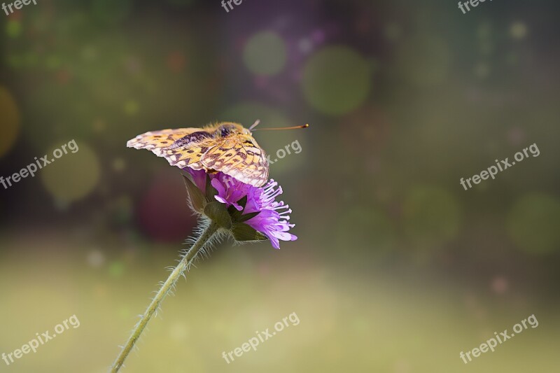 Medium-sized Fritillary Argynnis Niobe Edelfalter Butterfly Nature