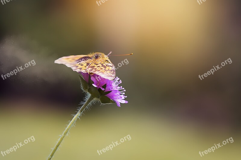 Medium-sized Fritillary Argynnis Niobe Edelfalter Butterfly Nature