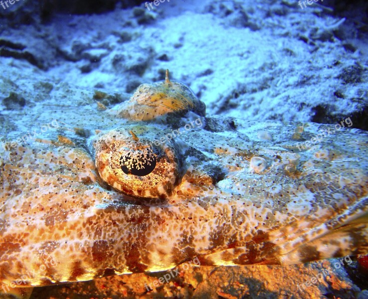 Crocodile Fish Diving Underwater Dive Water