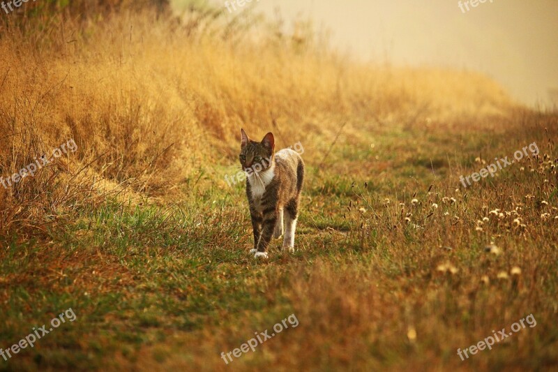 Cat Kitten Mieze Mackerel Tiger Cat